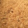 SAWDUST